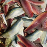 Chả Cuốn Cá Trích Phan Thiết: Món Đặc Sản Mới Lạ Đón Chờ Bạn