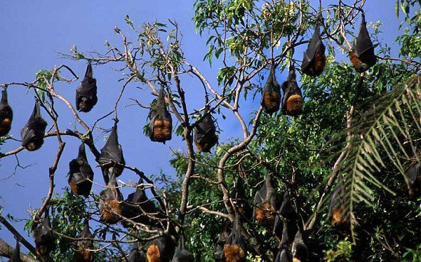 Đàn dơi tại Chùa Dơi, Sóc Trăng