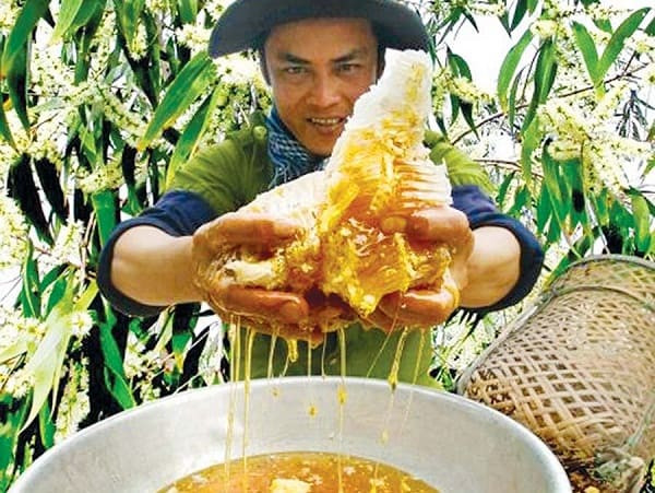Mật ong rừng Gia Lai